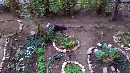 КОТОЛИФТ мега изобретение ПРИКОЛ. Высокотехнологичный кот