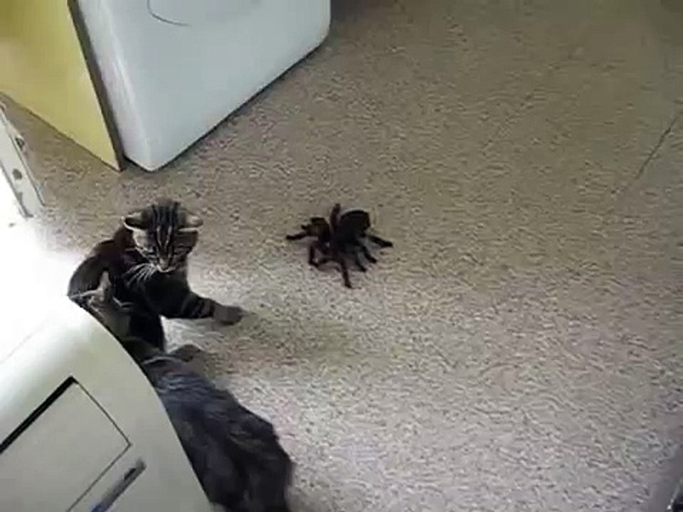 Коты против огромного паука