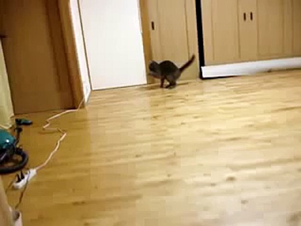 Офигевающий кот ПРИКОЛ. Мимика кота на уровне театра!