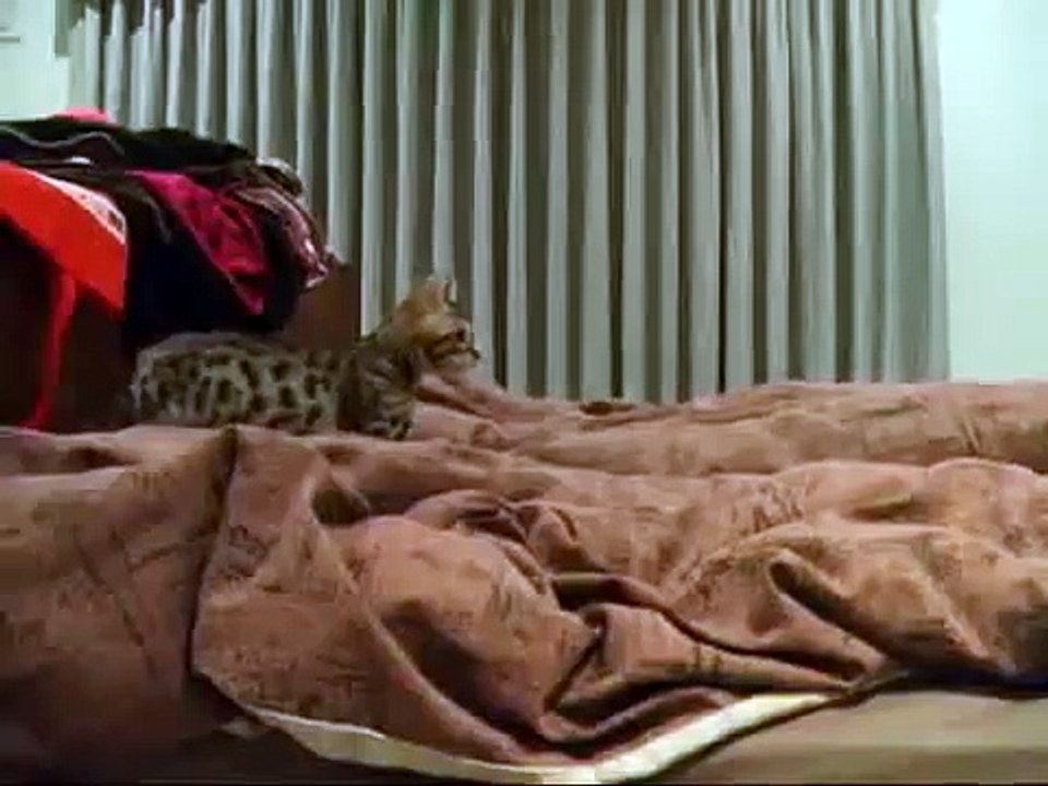 Очень игривый бенгальский котенок