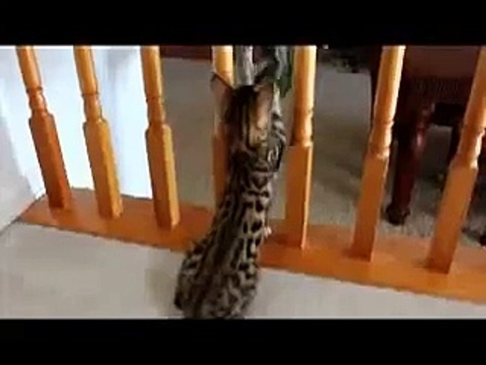 Прикольный бенгальский котенок