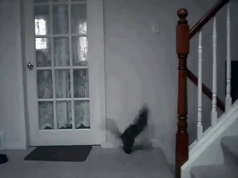 Прикольный микс, состоящий из одного единственного прыжка кота, НО КАКОГО!