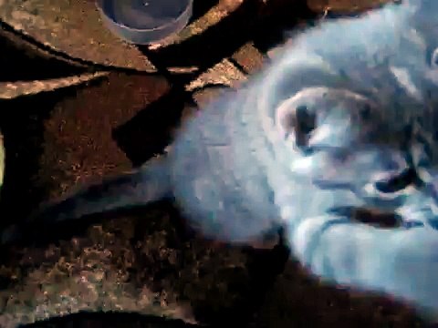 Котенок смешно мяукает