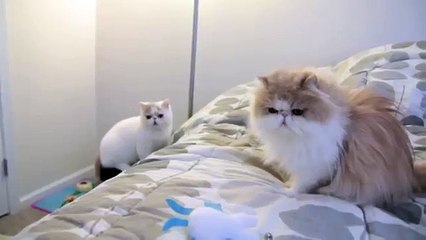 Красивые кот и кошка