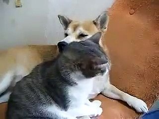 Настоящая лубовь кошки с собакой