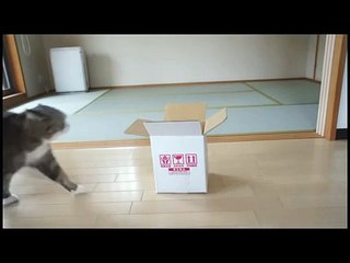 Очень толстый кот пытается запрыгнуть в маленькую коробку