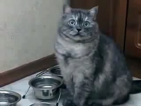 Прикольный кот просит ЖРАТЬ
