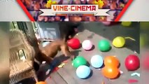 Gato Divertido 2016 - Funny Videos Animal Funny Dog Vines Best Dogs Best funny Compilation