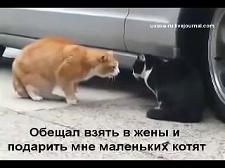 Семейная разборка кота и кошки Прикол