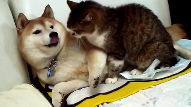 Собака вылизывает кота, а ему это очень не нравится