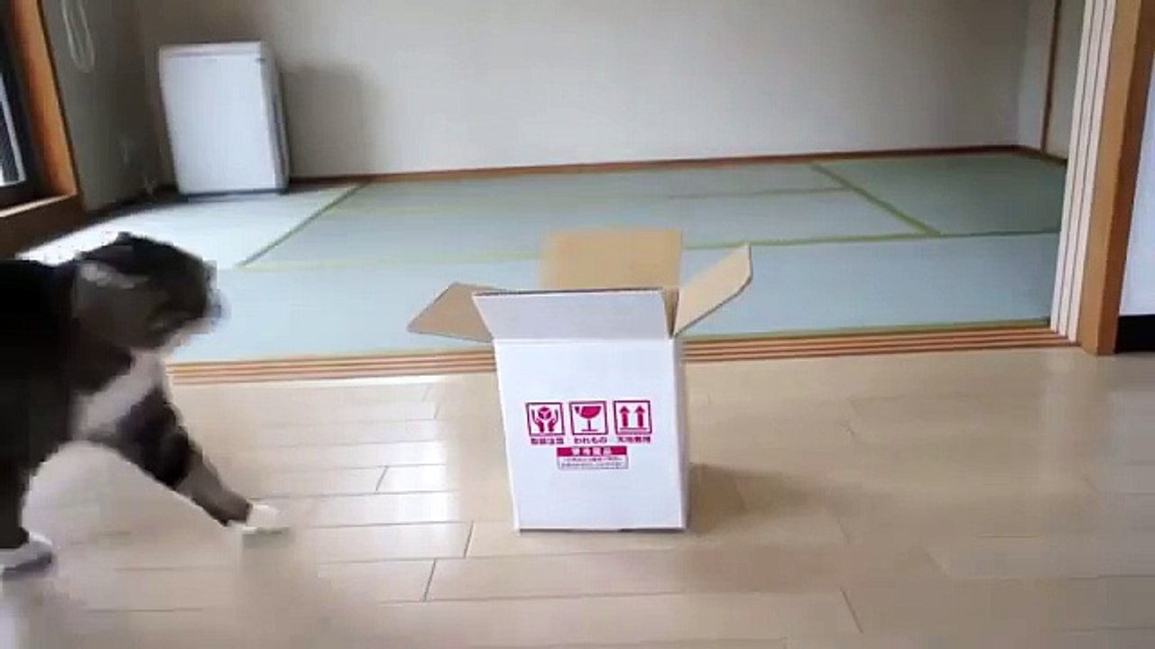 Толстый кот Мару наконец залез в коробку