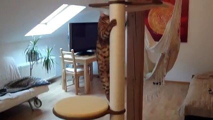 Хозяин сделал целую кучу аттракционов для своих бенгальских котов