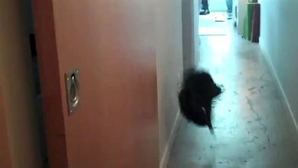 Самое крутое видео про котов паркурщиков Parkour Cats