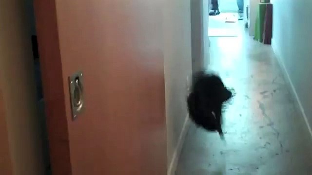 Самое крутое видео про котов паркурщиков Parkour Cats
