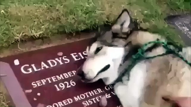 Собака плачет по хозяину