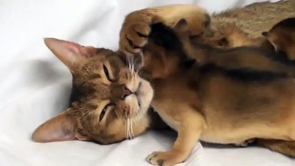 Мама кошка с котятами, просто идиллия