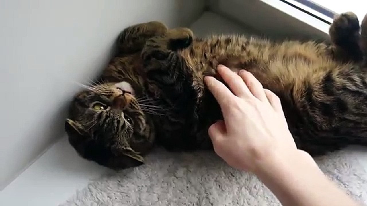 Обалденный вислоухий кот учится говорить