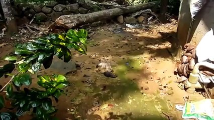 Охота кота на большую крысу прошла успешно