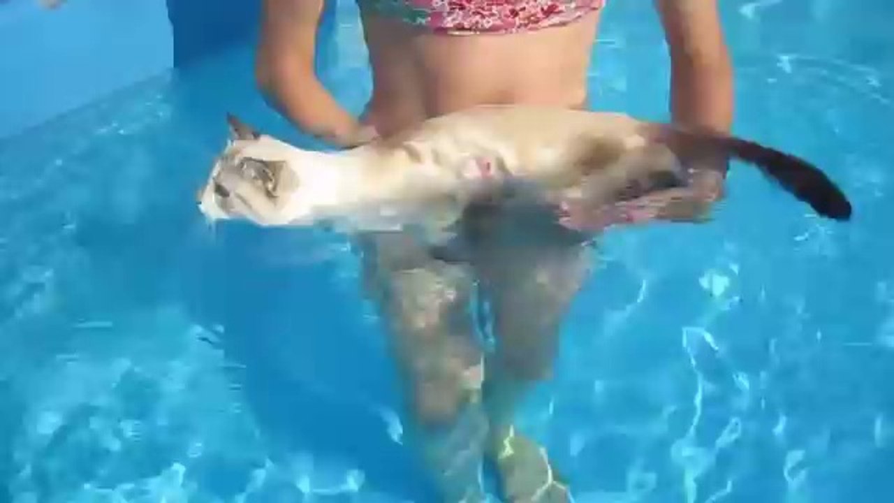 Плавучий кот который обожает купаться