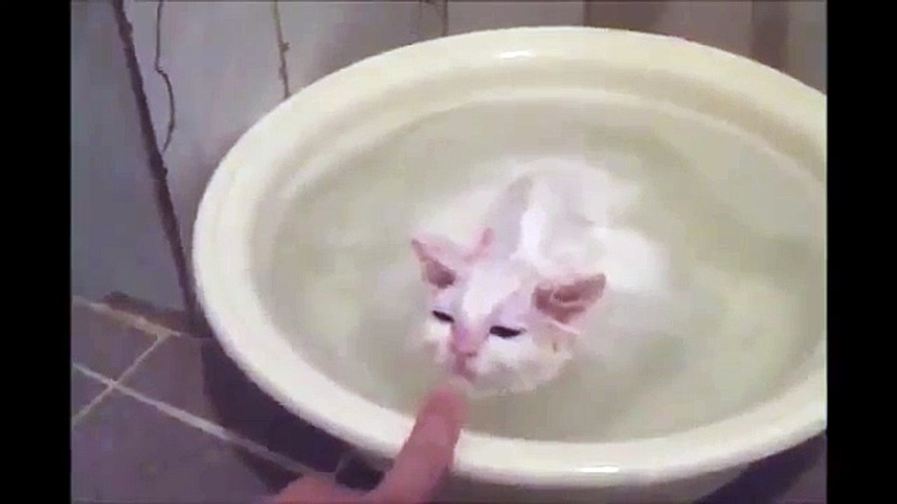 ПРИКОЛ кот откисает в тазике