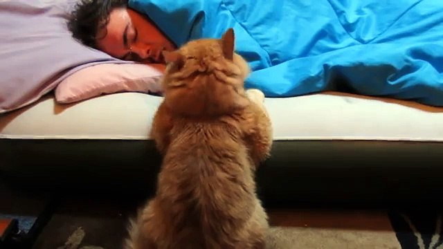 Прикольный рыжий кот ждет пока проснется хозяин, чтобы попросить покушать