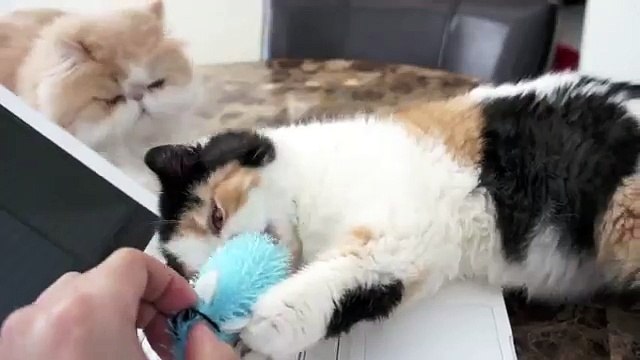 Пушистые котята прикольно играют