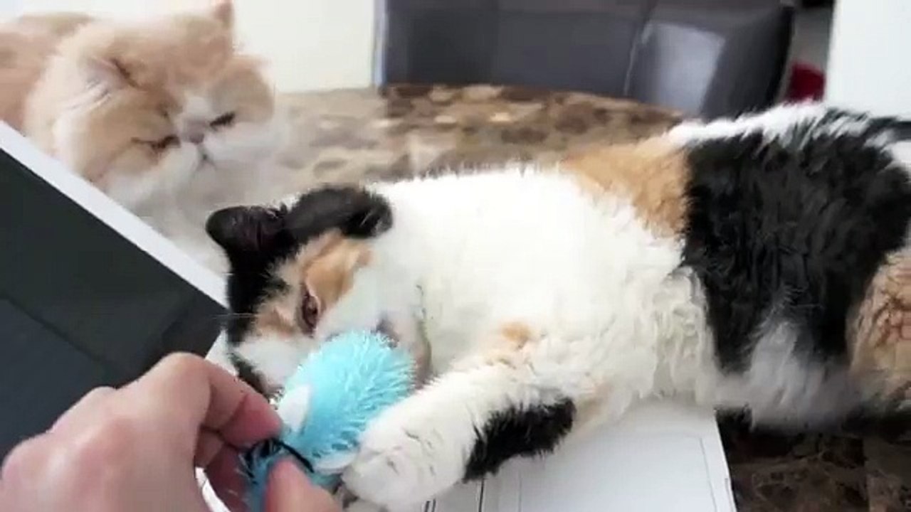 Пушистые котята прикольно играют