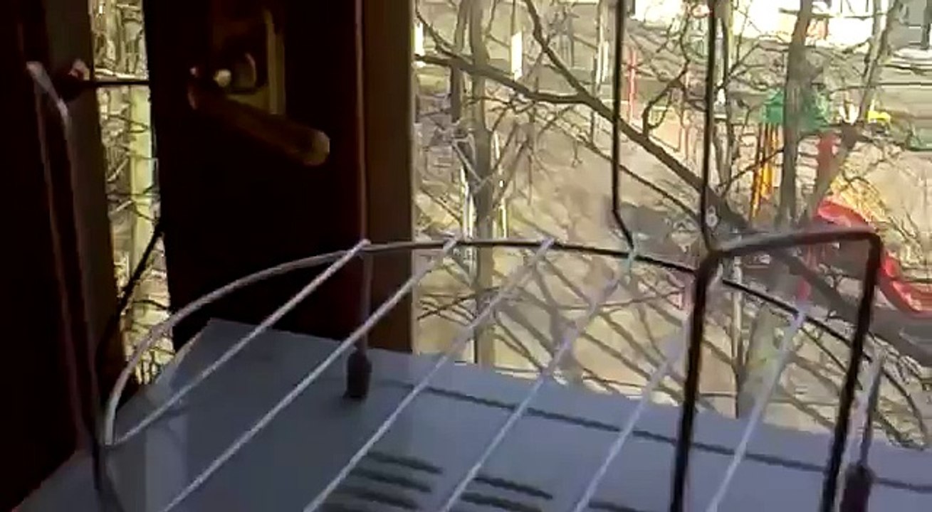 Рыжий кот лает как собака СУПЕР ПРИКОЛ