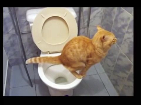 Рыжий кот самостоятельно ходит на унитаз