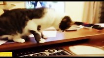 BEST 2 HOUR LONG FUNNY CAT COMPILATION - BIGGEST VIDEO of Funny Kitty Cat Fails & Kitten Moments