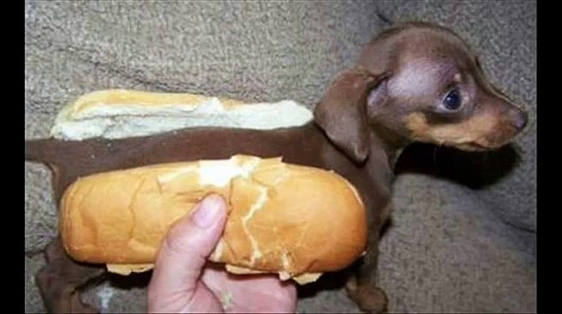 Funny animals
