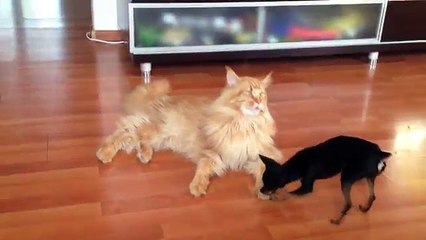 Собака доебалась до мейн куна