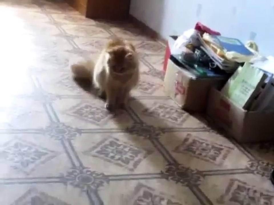 Трусливая, подпрыгивающая кошка