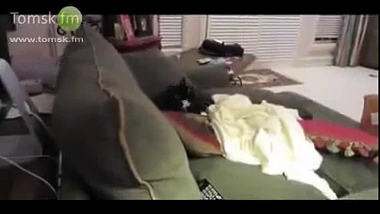 Трусливый кот ПРИКОЛ. Хозяин решил проучить своего любимца