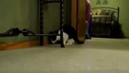 Cats Puking to Techno