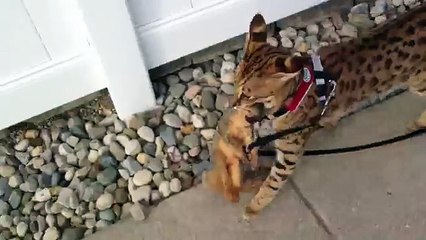 Хищный кот поймал белку. ЖАЛКО БЕЛОЧКУ