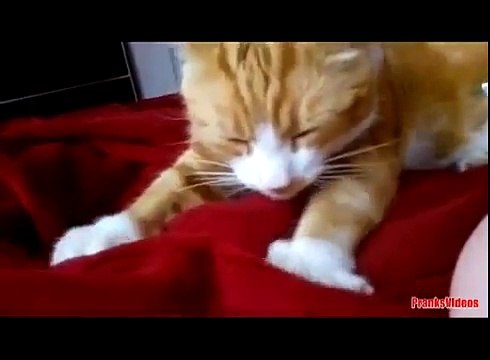 Прикольное и смешное видео с классными котами ОЧЕНЬ СМЕШНО!