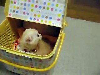 Прикольные вислоухие коты