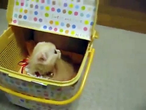 Прикольные вислоухие коты