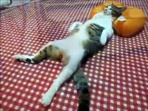 Прикольные коты, смешная подборка приколов с котами и кошками