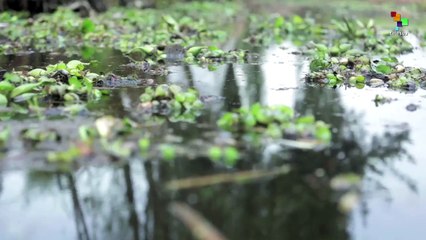 Protecting  Mexico's Waterways