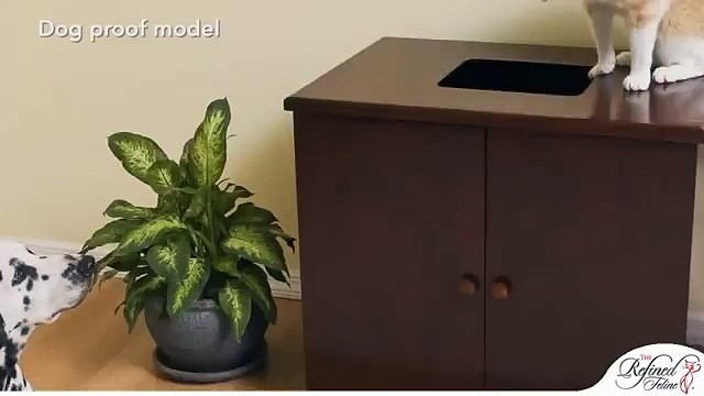 Прикольные рыжие коты и кошки