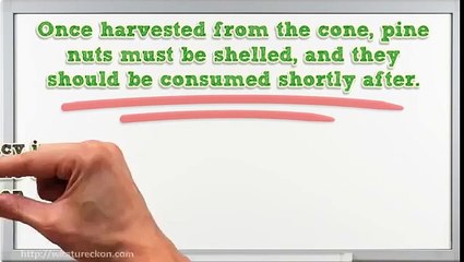 Pine Nut Benefits 5 Ways This Nutritious Seed Can Rejuvenate Your Body