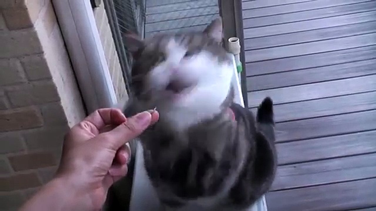 Прикольный толстый кот играется как ребенок