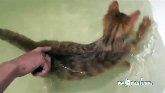 Рыжий котенок с удовольствием принимает ванну