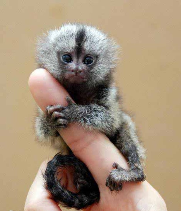 FAT MAN AND THE MONKEY -