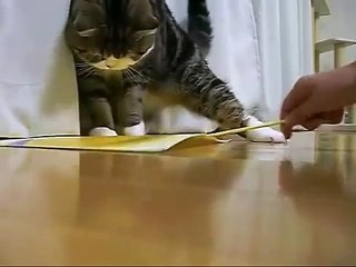 Смешной толстый кот пытается поместиться в маленькую коробочку
