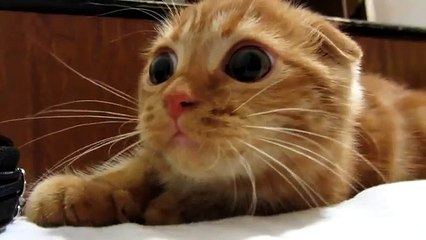 Супер классный шотландский вислоухий котенок рыжего цвета