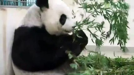 Sevimli yavrusunu yatağa götüren anne panda