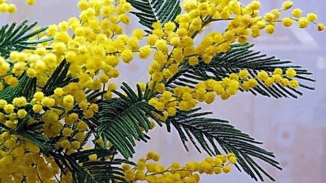 ЗА ЖЕНЩИН ВСЕХ!!!